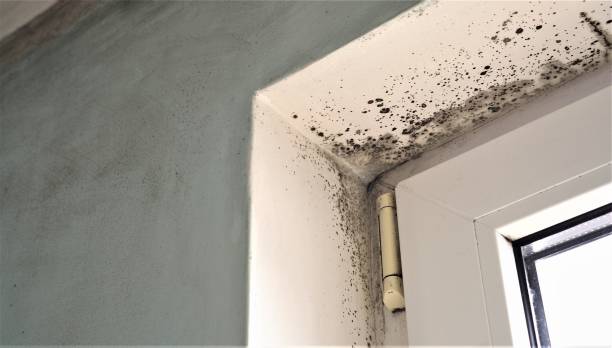 Best Mold Odor Removal Services  in Blennerhassett, WV