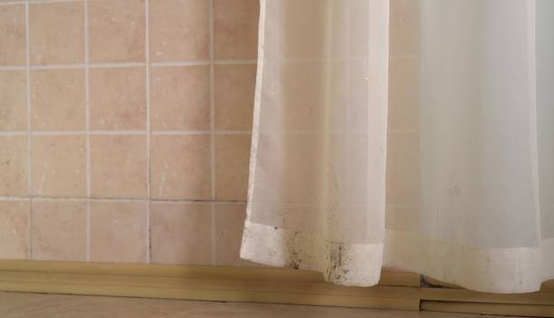 Best Mold Damage Restoration  in Blennerhassett, WV