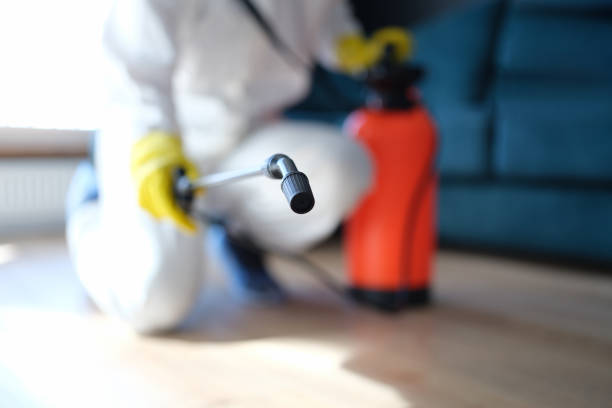 Best Black Mold Removal  in Blennerhassett, WV