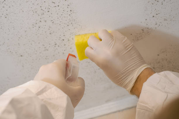 Environmental Consulting for Mold Prevention in Blennerhassett, WV