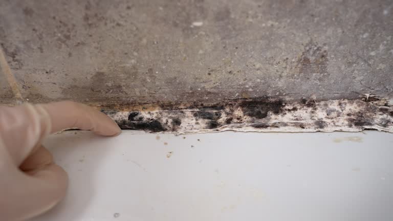 Best Airborne Mold Testing  in Blennerhassett, WV