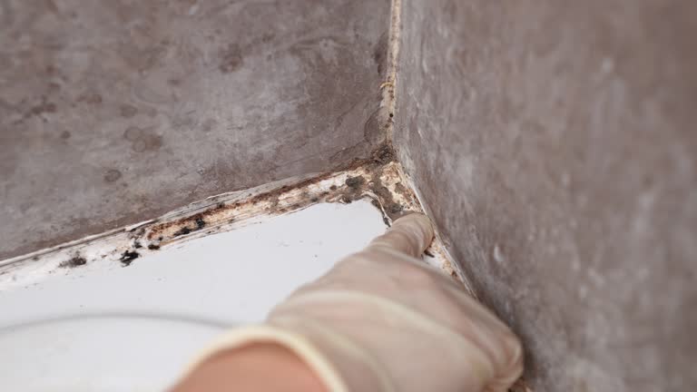 Best Mold Documentation for Insurance Claims  in Blennerhassett, WV